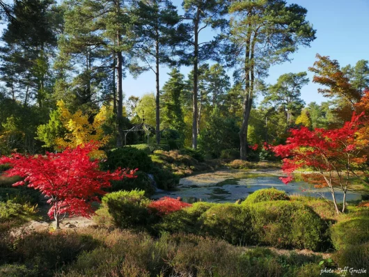 Arbres de différentes tailles et couleurs au bord de l'eau