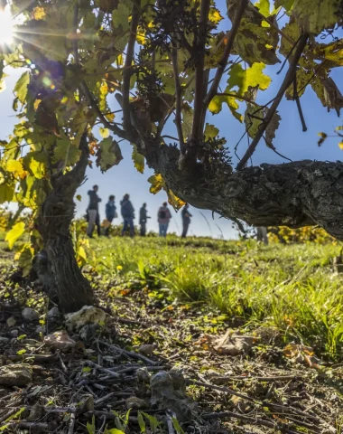 Groupe de personnes en rando dans les vignes avec Rendez-vous dans les vignes