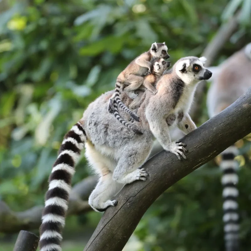 Des makis cattas bébés au Zoo de Beauval